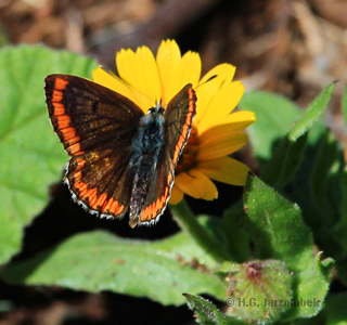 Aricia cramera an Calendula arvensis